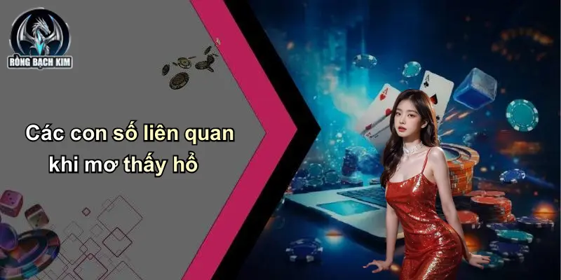 Các con số liên quan khi mơ thấy hổ